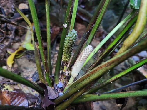 Holochlamys beccarii — photo