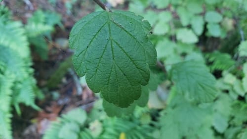 Holodiscus discolor (Ocean spray) — photo