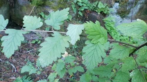 Holodiscus discolor (Ocean spray) — photo