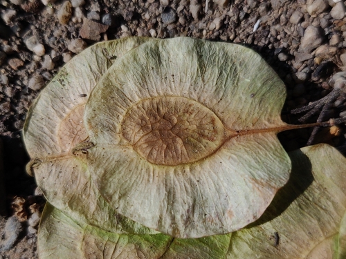 Holoptelea integrifolia (Indian elm tree) — photo