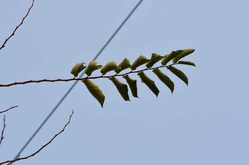 Holoptelea integrifolia (Indian elm tree) — photo