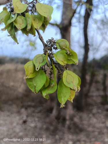 Holoptelea integrifolia