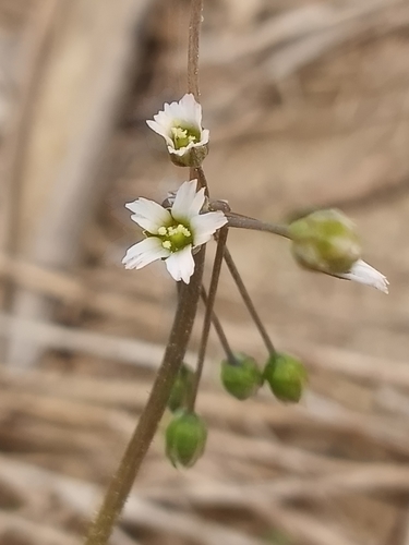 Holosteum umbellatum — photo