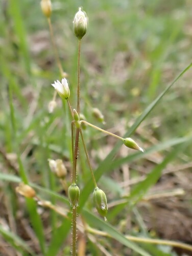 Holosteum umbellatum — photo