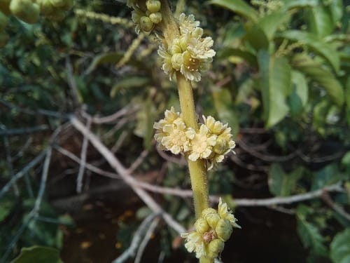 Homalium africanum — photo