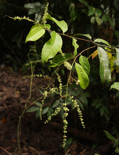 Homalium africanum