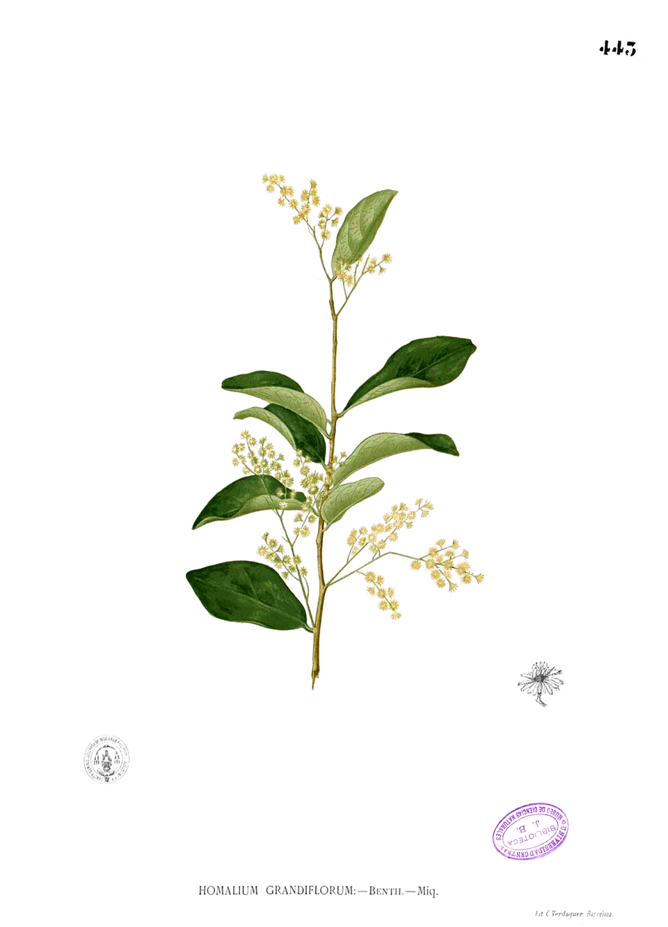 Homalium sp — photo