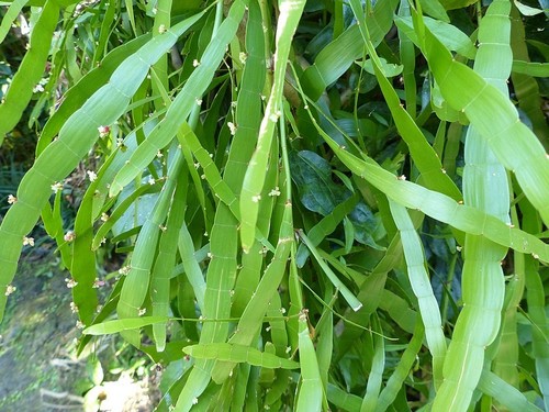Homalocladium platycladum — photo