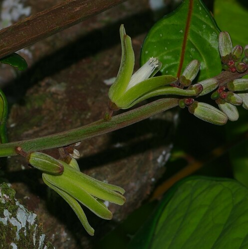 Homalolepis cedron (Cedron) — photo