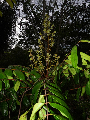 Homalolepis cedron (Cedron) — photo