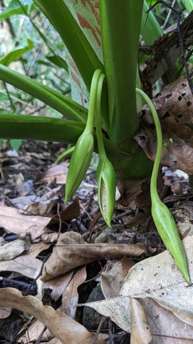 Homalomena philippinensis — photo