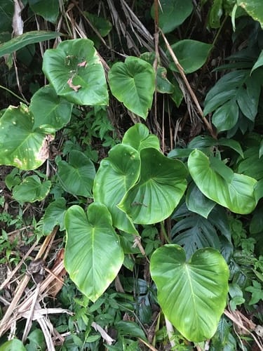 Homalomena philippinensis — photo