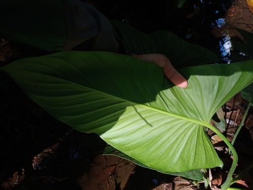Homalomena rostrata — photo