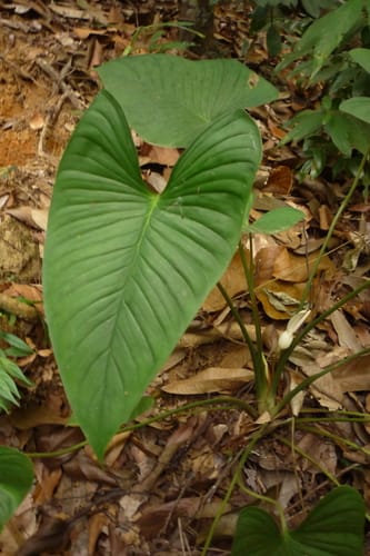 Homalomena rostrata — photo