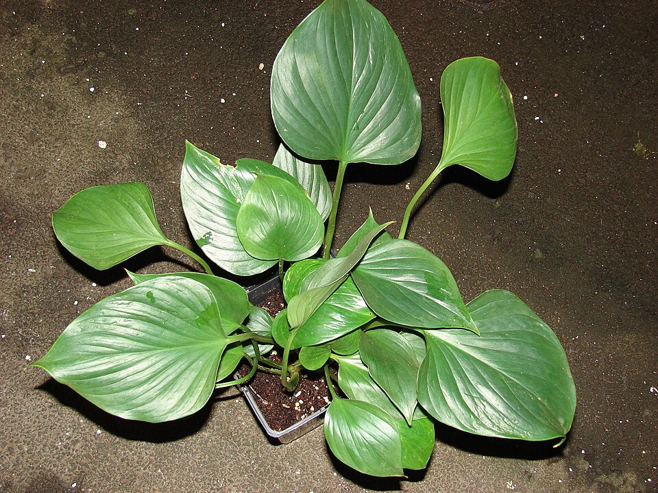 Homalomena sp. — photo