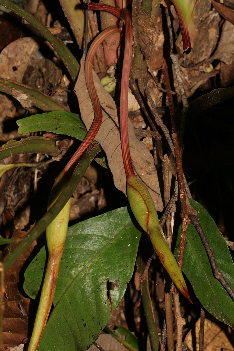 Homalomena sp.