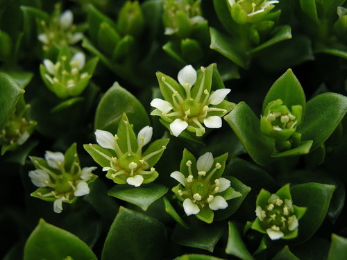 Honckenya peploides subsp. major — photo