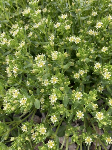 Honckenya peploides subsp. major