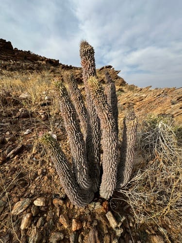 Hoodia alstonii — photo
