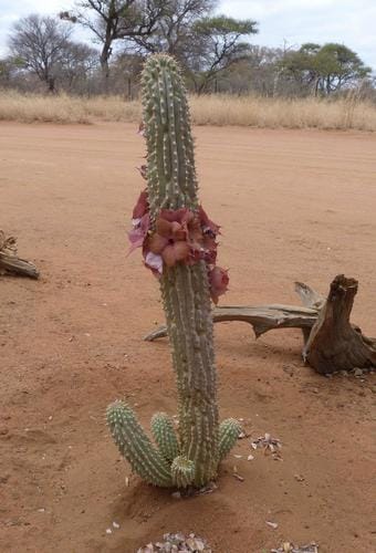 Hoodia currorii (Hoodia cactus) — photo