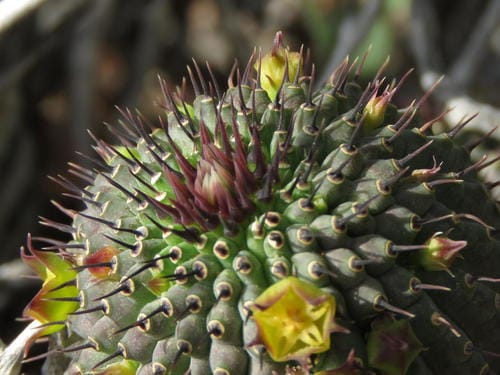Hoodia flava (Yellow-flowered ghaap) — photo