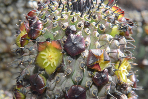 Hoodia flava