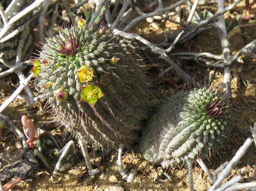Hoodia flava (Yellow-flowered ghaap) — photo
