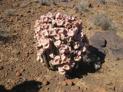 Hoodia gordonii (Queen of the Namib) — photo