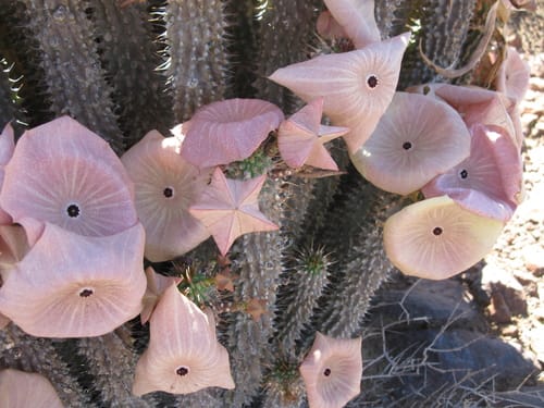 Hoodia gordonii (Queen of the Namib) — photo