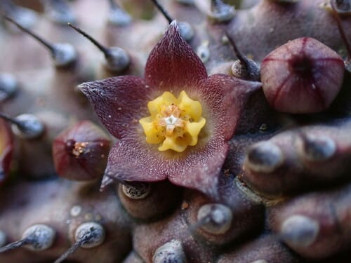 Hoodia officinalis — photo