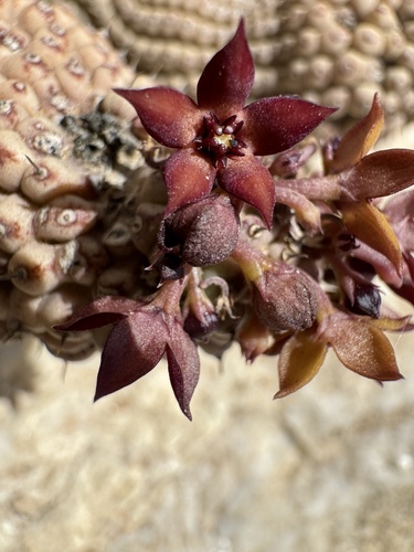 Hoodia pedicellata — photo