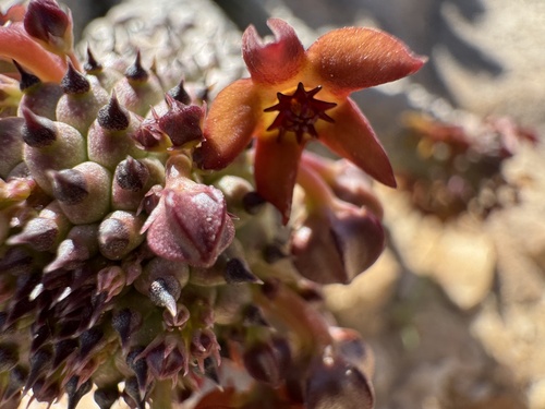 Hoodia pedicellata — photo
