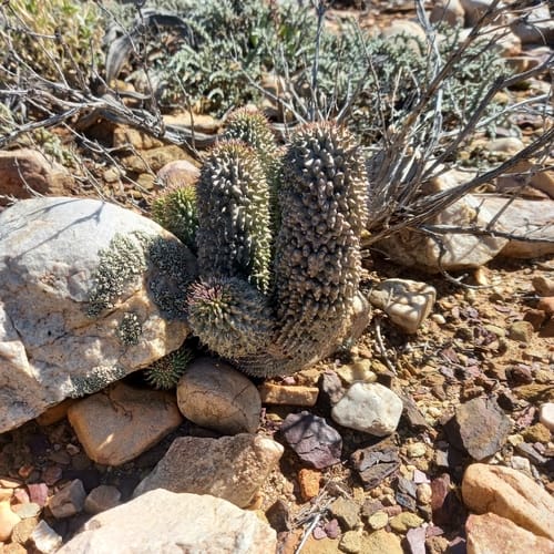 Hoodia pilifera