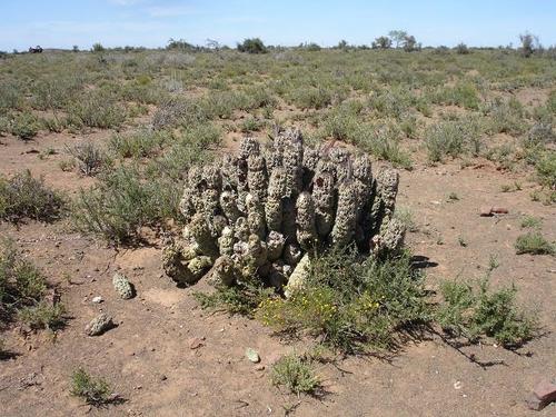Hoodia pilifera subsp. pillansii
