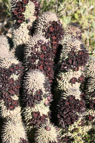 Hoodia pilifera subsp. pillansii — photo