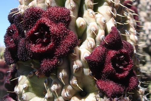 Hoodia pilifera — photo