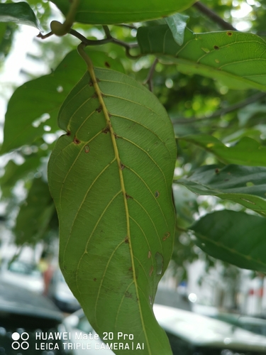 Hopea odorata — photo