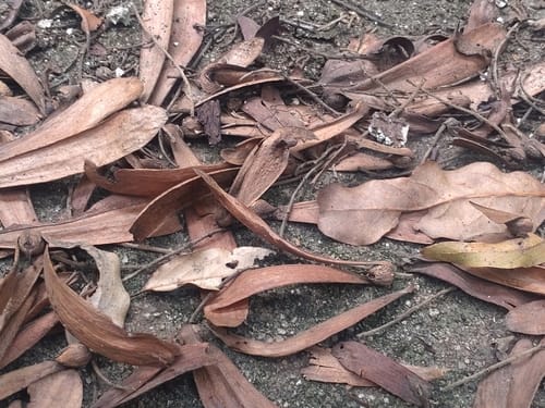 Hopea odorata — photo