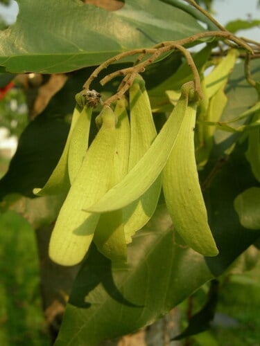 Hopea odorata