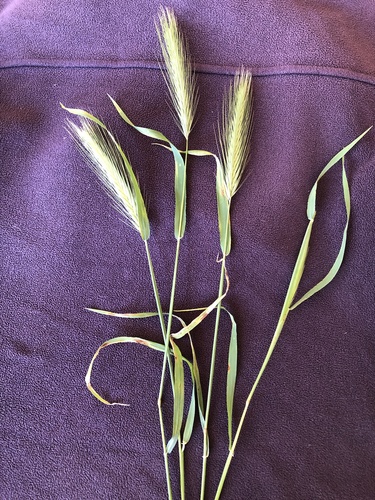 Hordeum glaucum (Colazorra) — photo