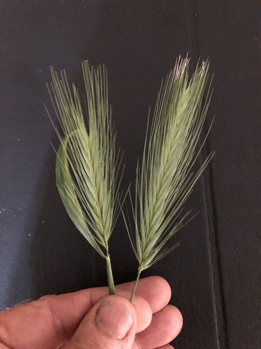 Hordeum glaucum (Colazorra) — photo