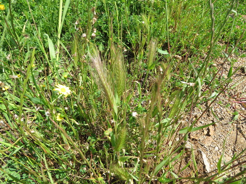 Hordeum glaucum
