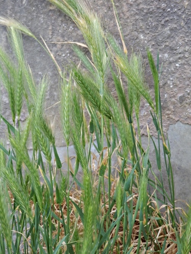 Hordeum murinum subsp. glaucum (Smooth barley) — photo