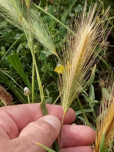 Hordeum murinum subsp. glaucum (Smooth barley) — photo