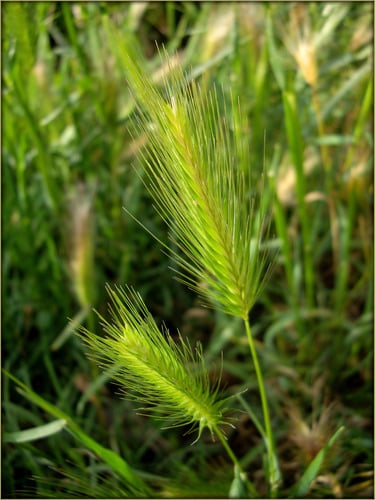 Hordeum murinum subsp. glaucum
