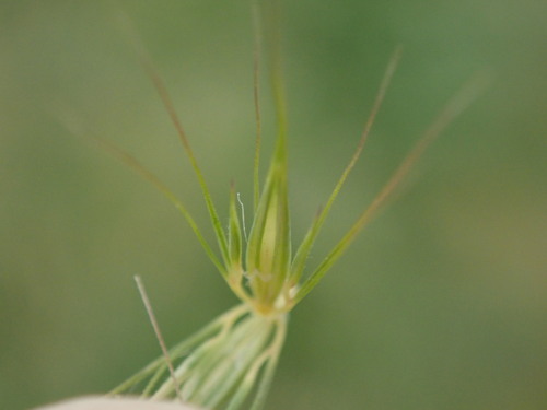 Hordeum secalinum — photo
