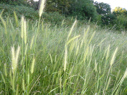Hordeum secalinum — photo