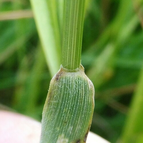 Hordeum secalinum