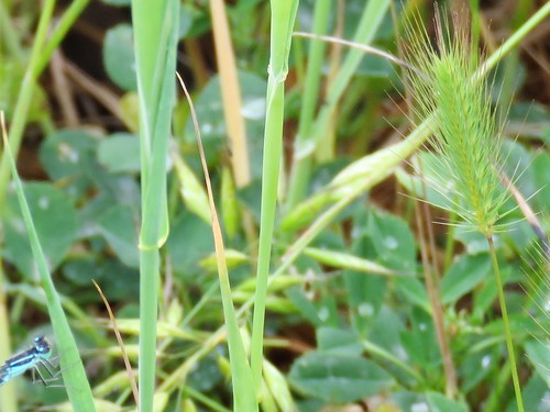 Hordeum spontaneum — photo