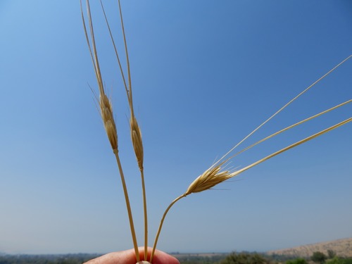 Hordeum spontaneum — photo